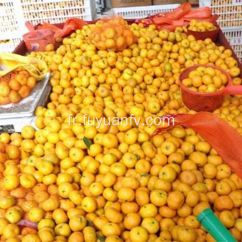 bébé frais mandarin orange usine directe d&#39;exportation